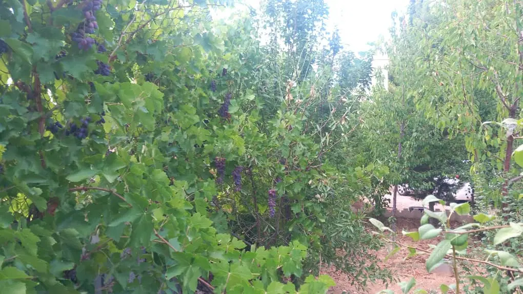 1450متر باغ  گود گویم