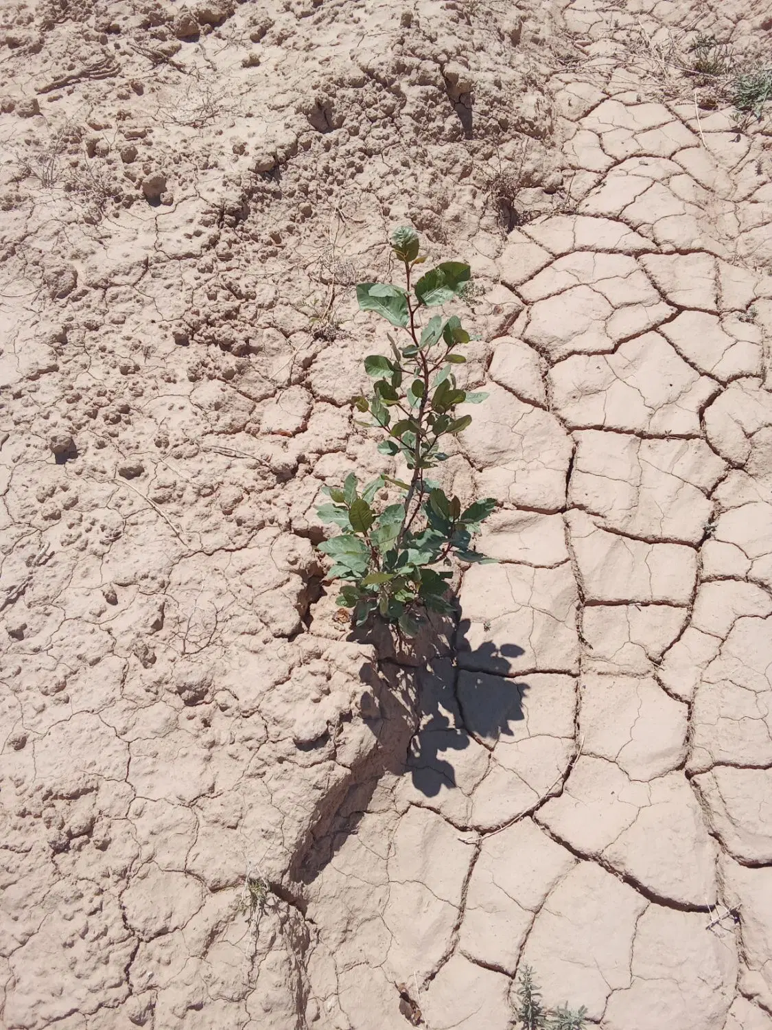 زمین کشاورزی.پسته کاری شده