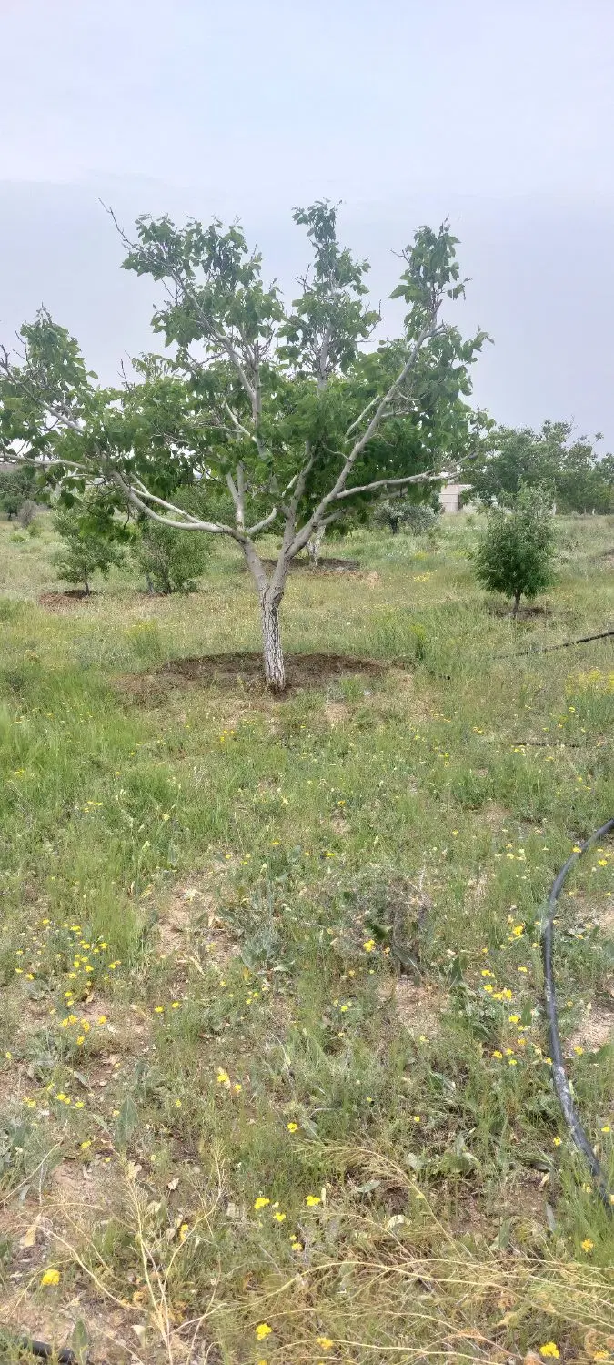 فروش باغ