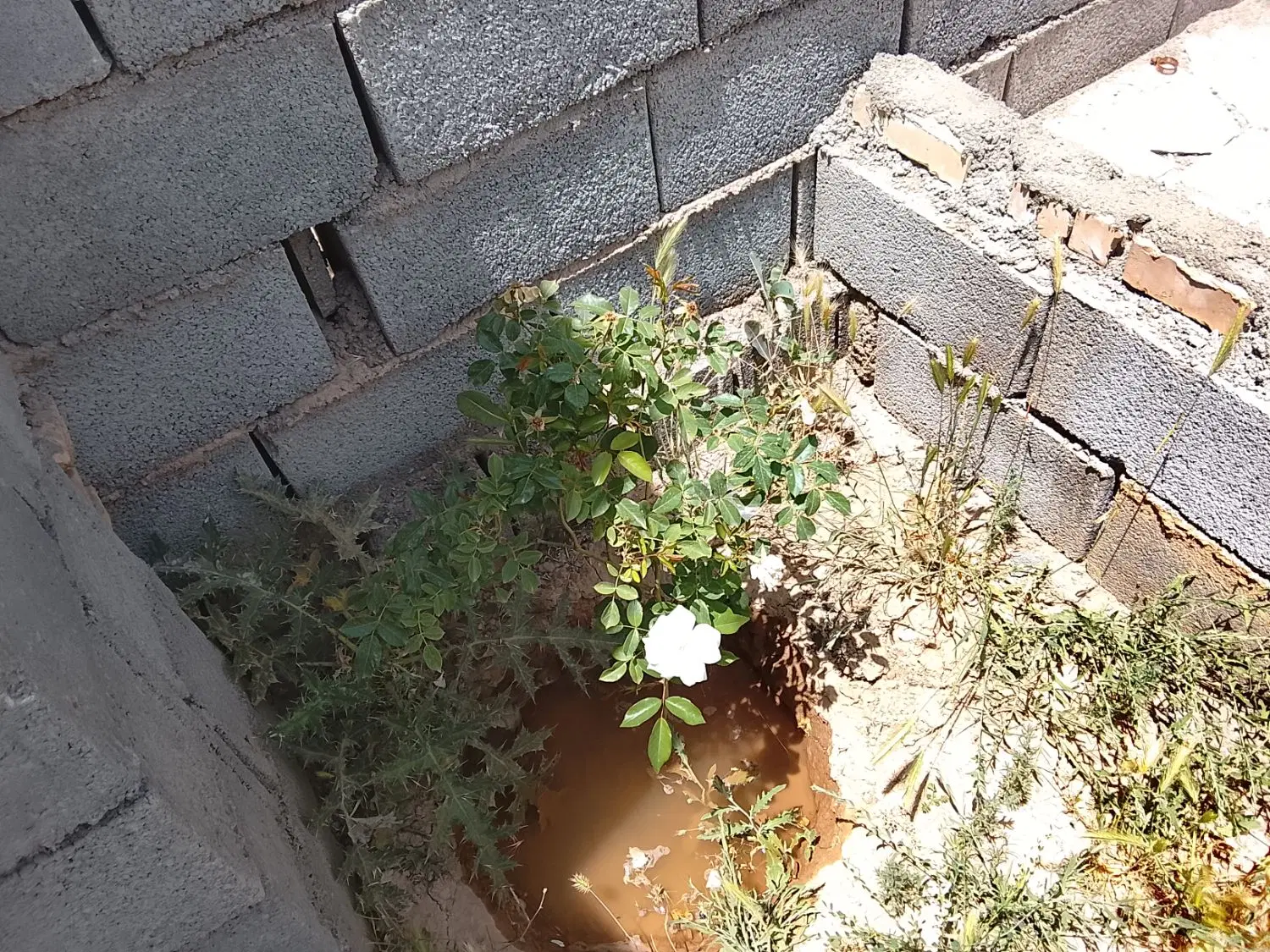 باغچه 1000 متری