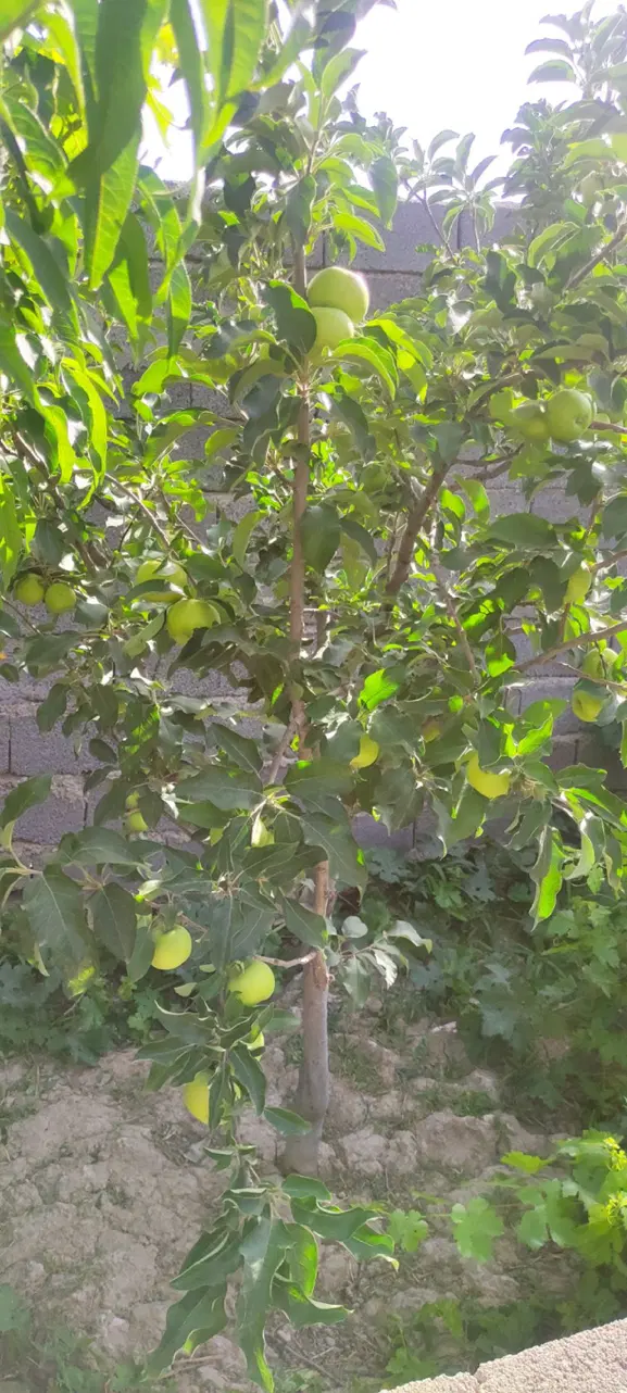 باغچه رباط‌کریم
