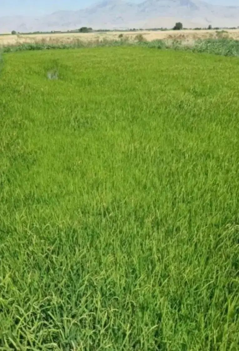 خزانه نشا شلتوک برنج سرخه چمچمال روستای تخت شیرین