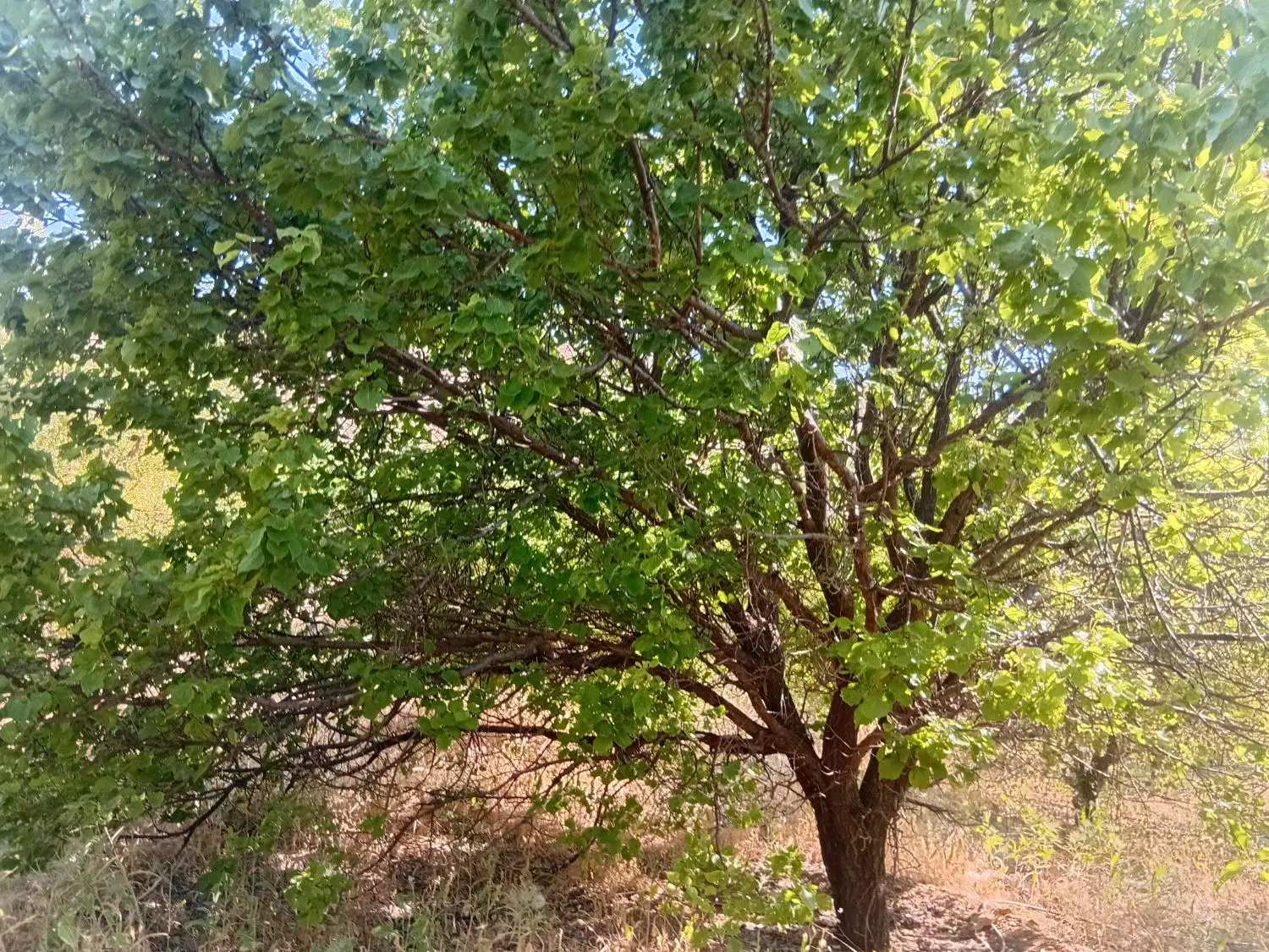 باغ ثمر بده