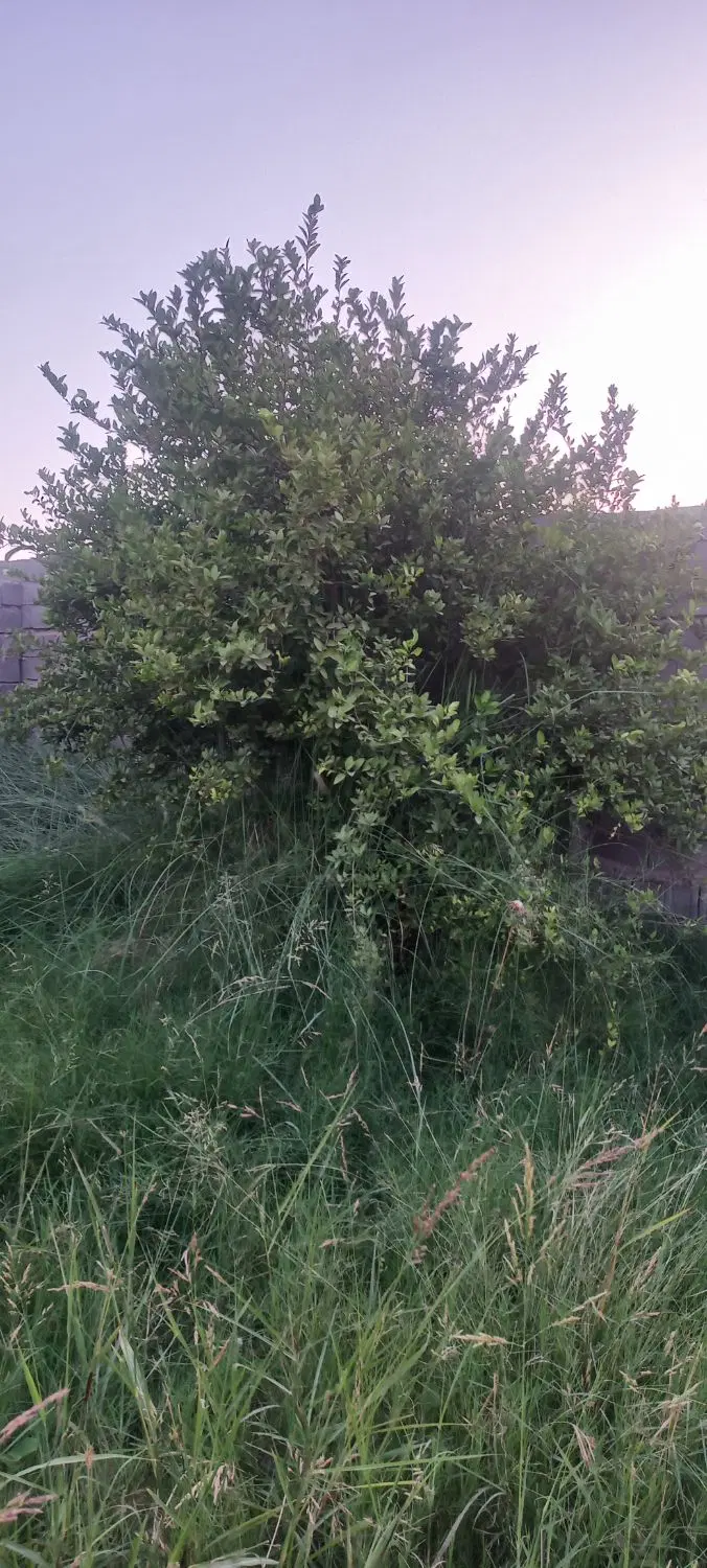 باغچه ۱۰۰۰متری قارچ باران