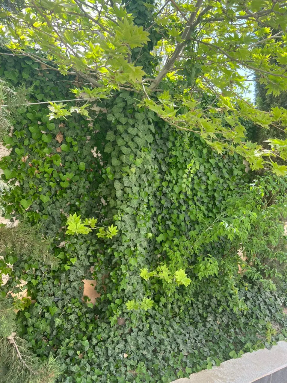 1200متر گود گویم