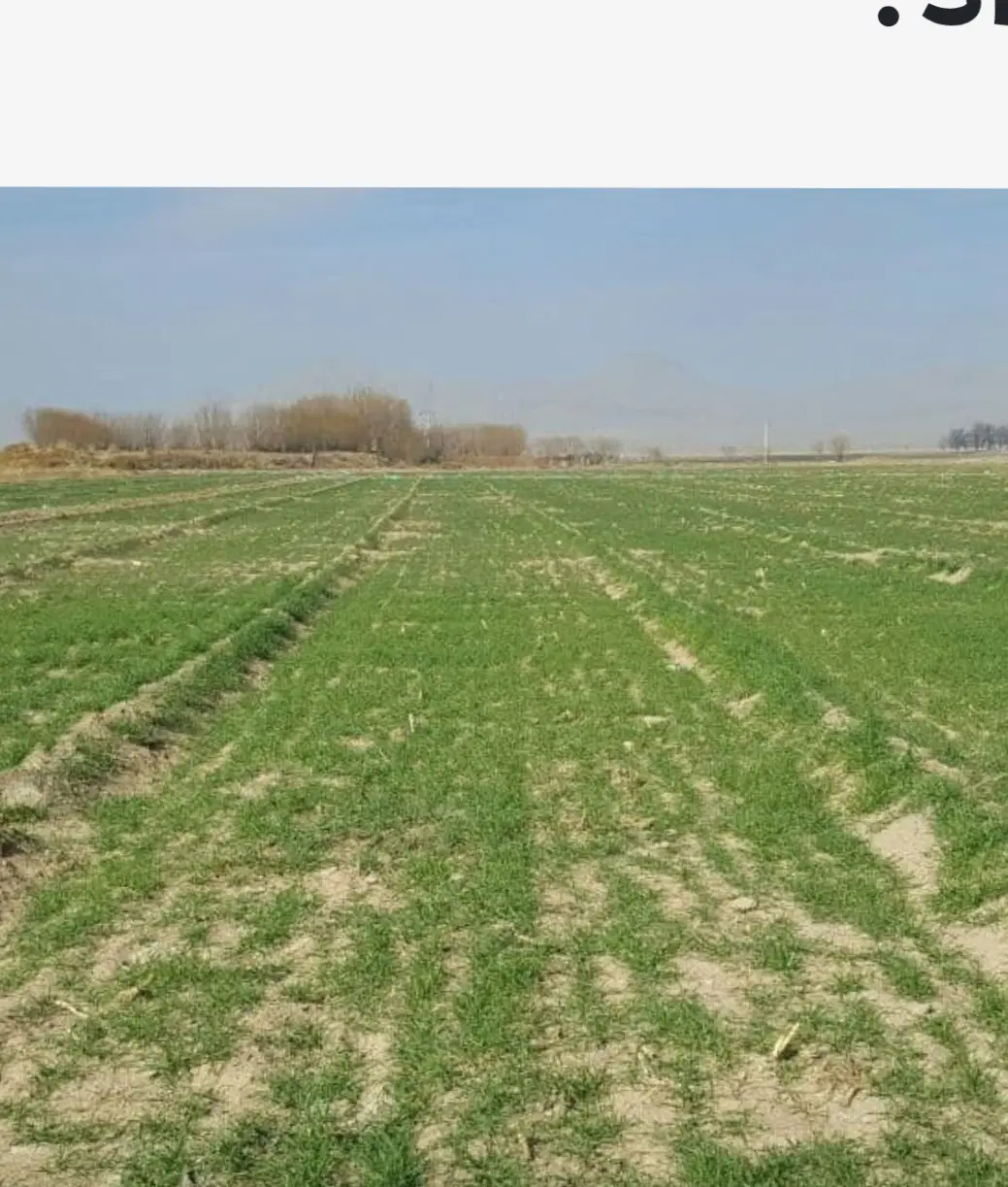 زمین برای کشت سبزی