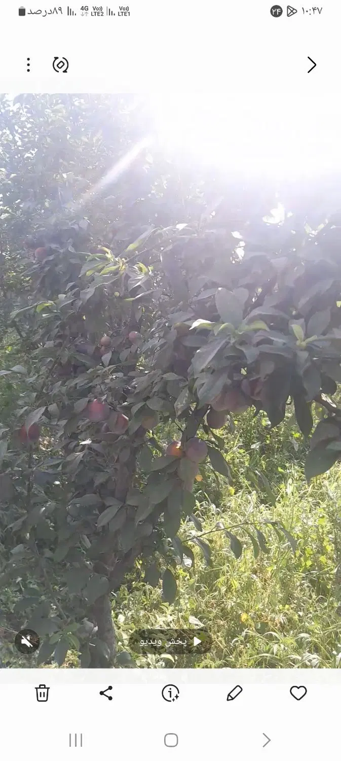 باغچه ۳۵۰ متری