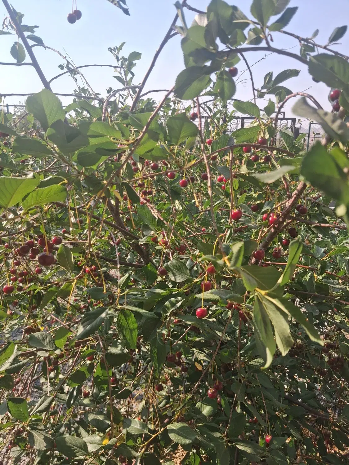 باغ ویلا ۷۴۰ متری شهرکی و خاص  منطقه گوار