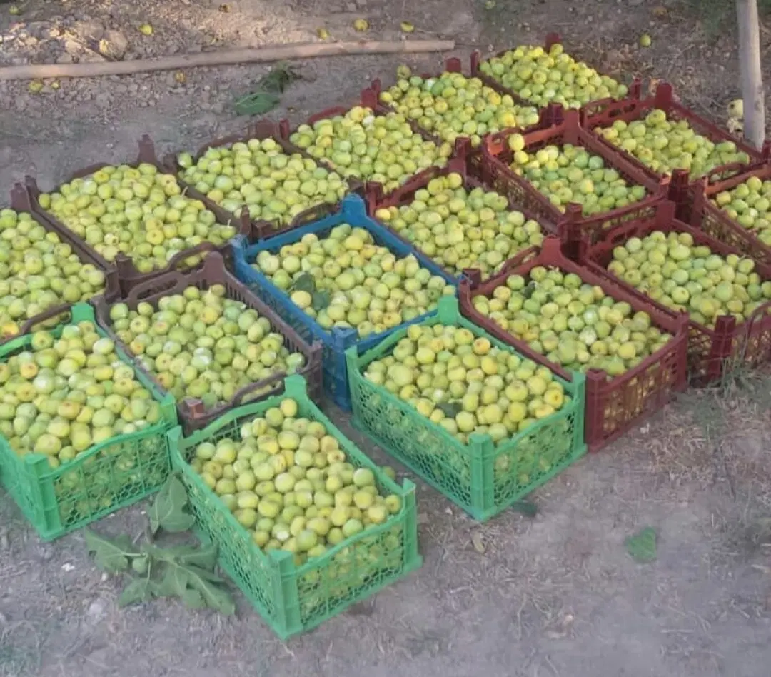 یک قطعه باغ (منصوریه)