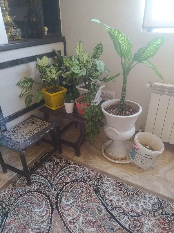 اجاره آپارتمان