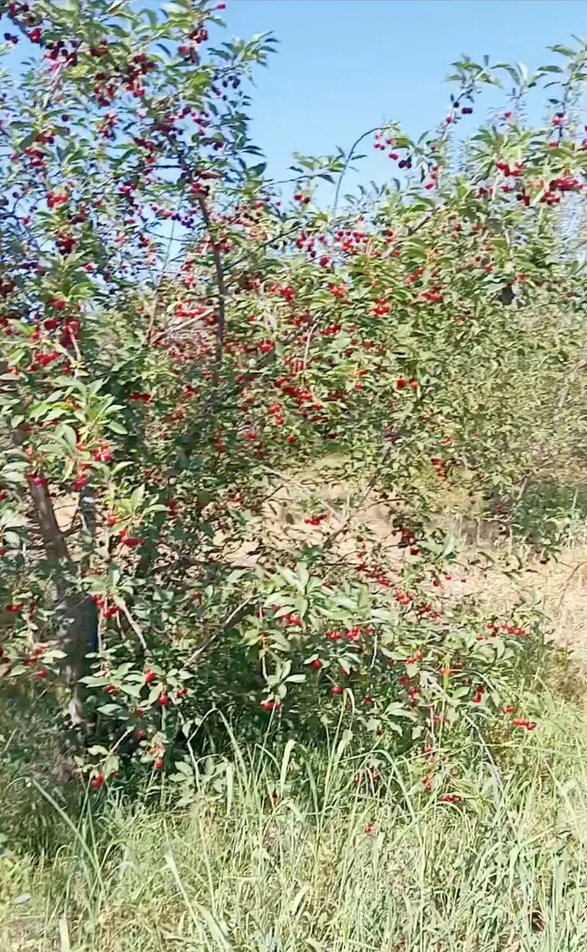 باغچه فروشی