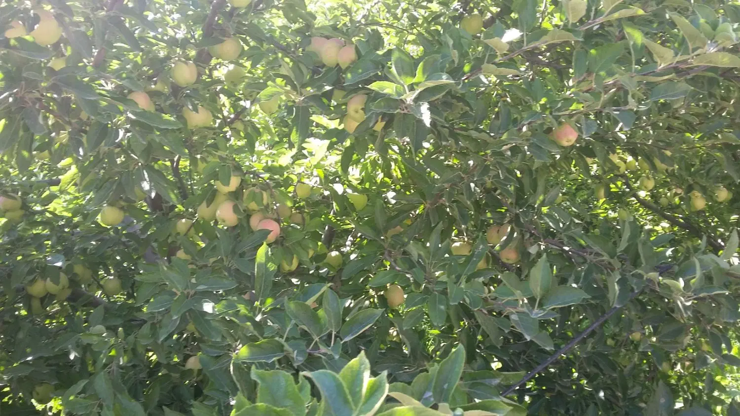 اجاره باغ سیب