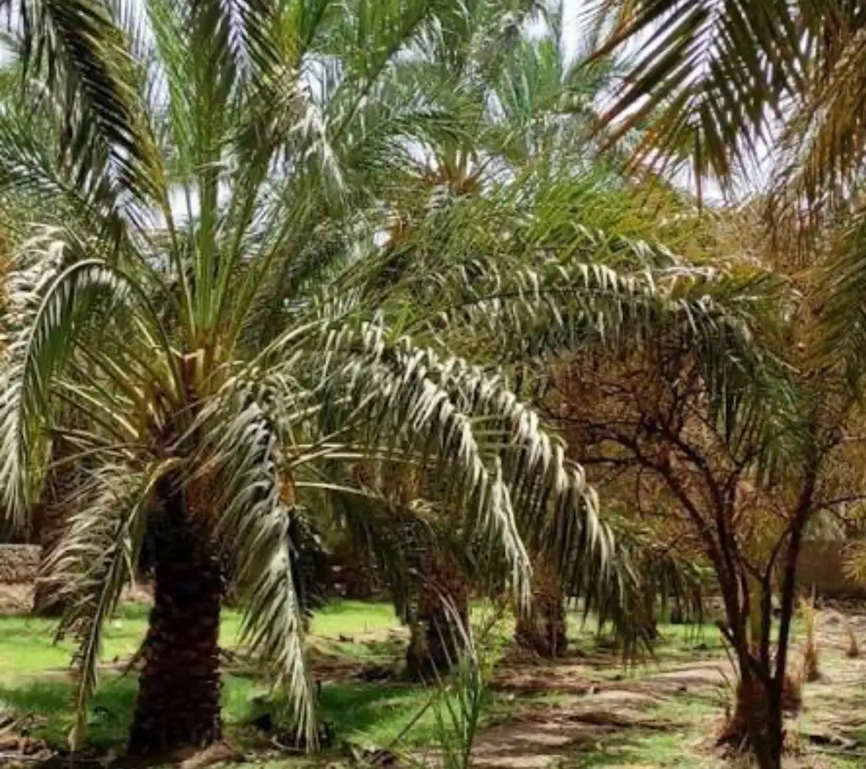۱۰۰ قصب زمین و باغ پشت لر