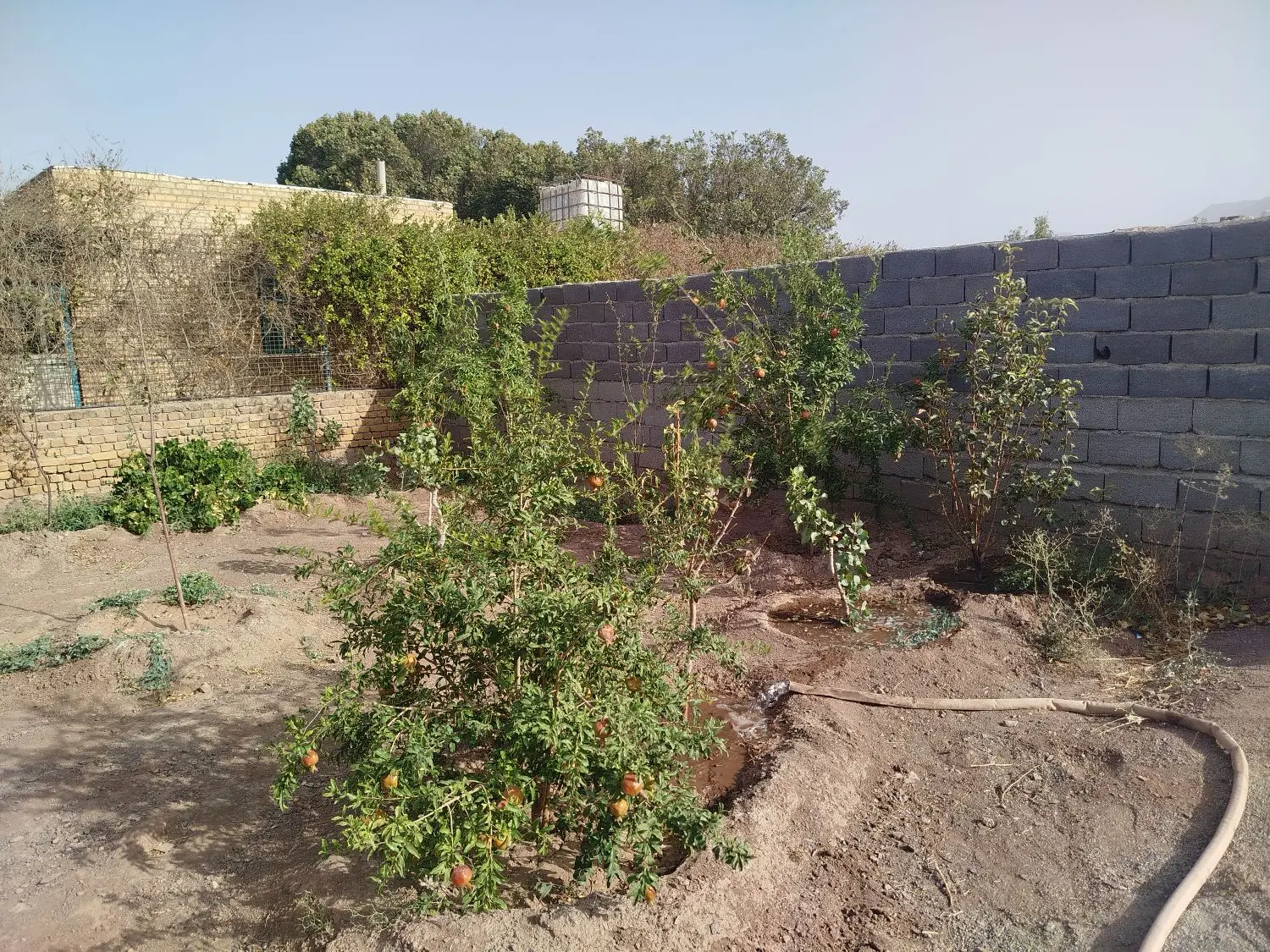 باغچه ۷۰۰ متری بادرختان پسته و میوه دارای۷دقیقه آب