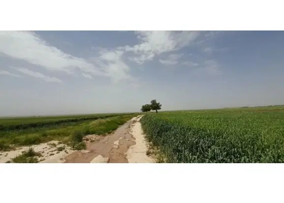 زمین مناسب کشت زعفران
