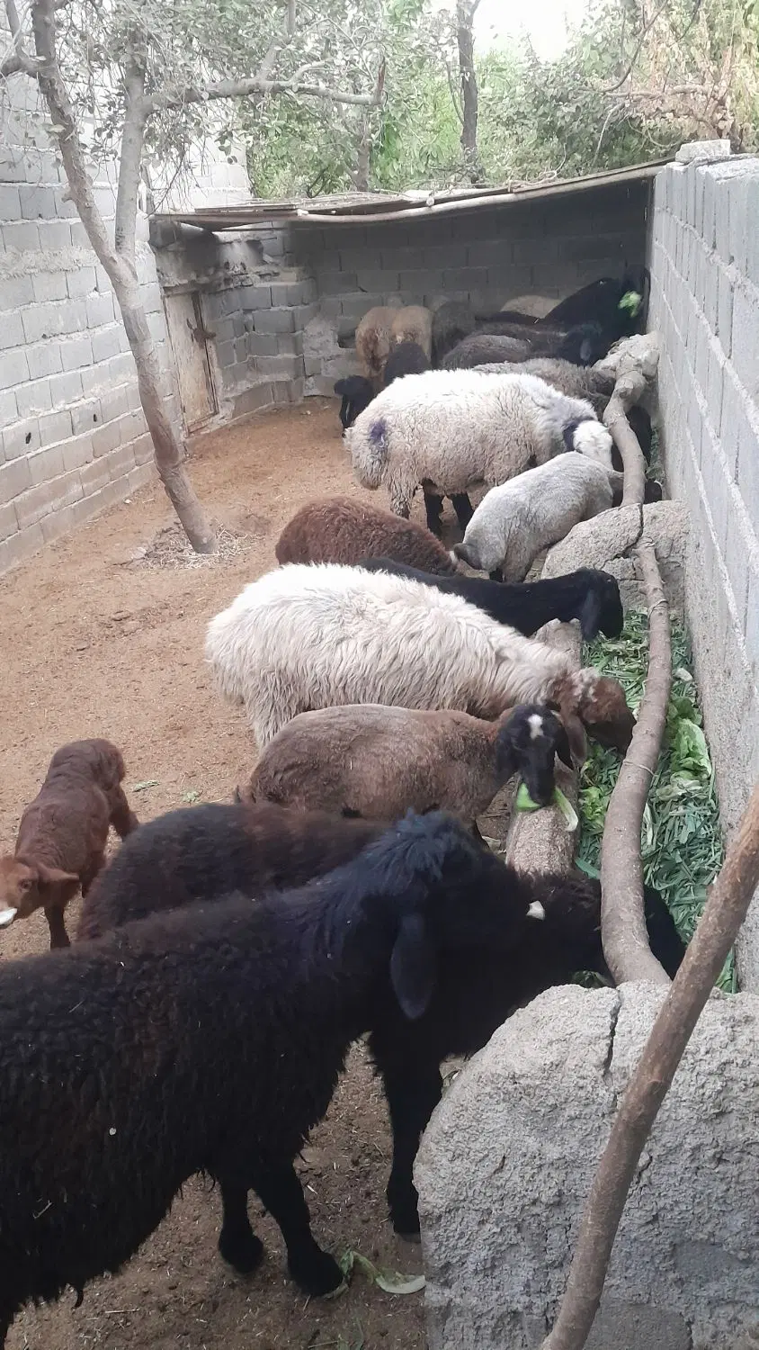 اجاره کننده هستم جهت اجاره دامداری