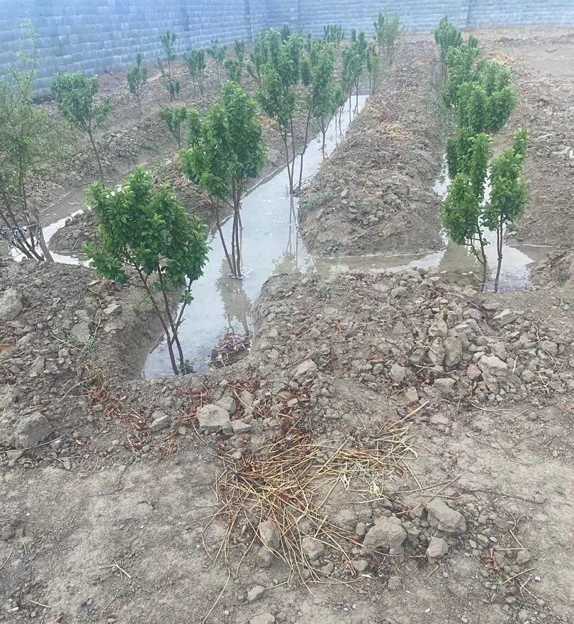 باغ چهاردیواری بره خیابان اصلی