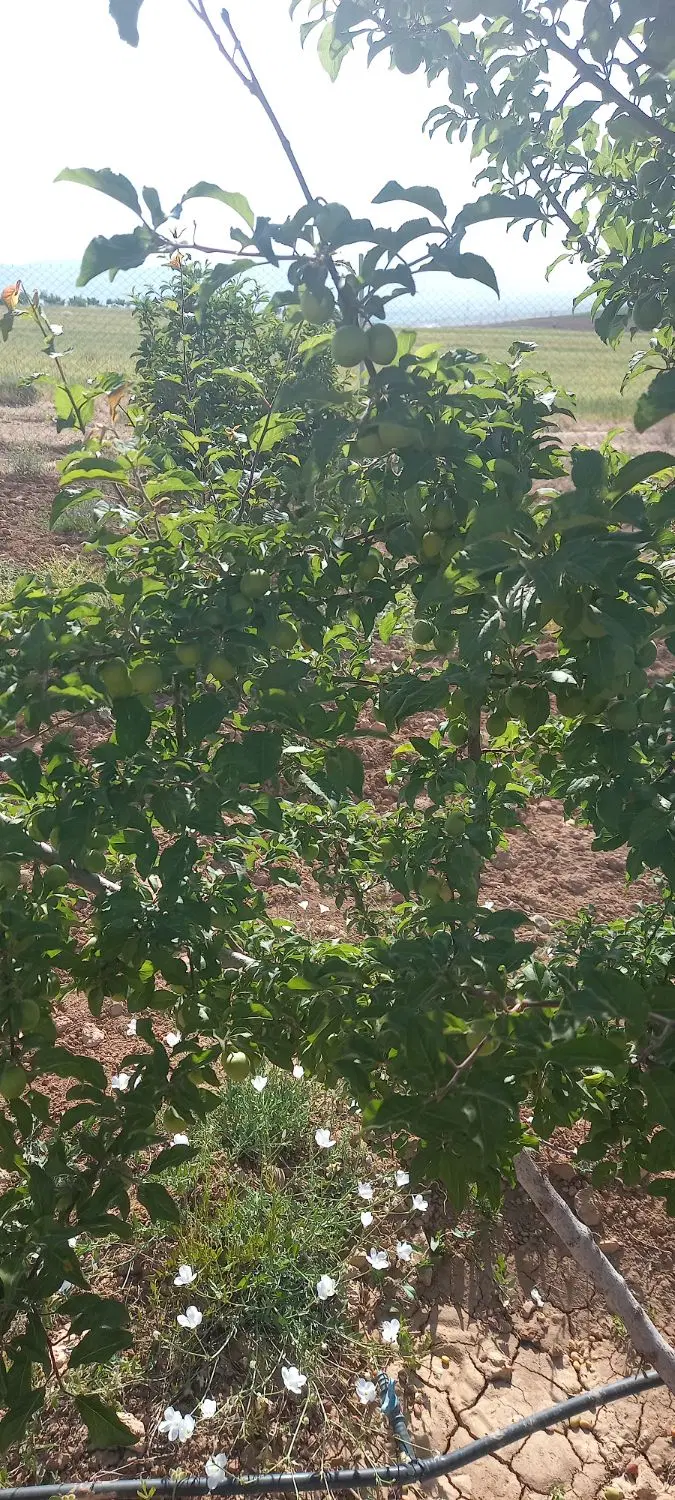 باغ گردو
