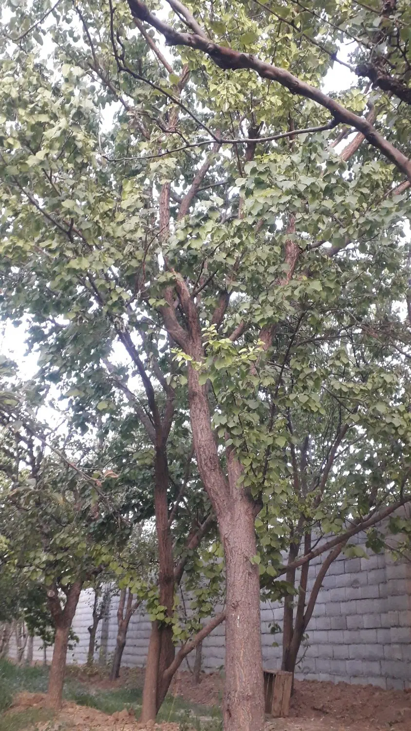 باغ گلابی خوشجا