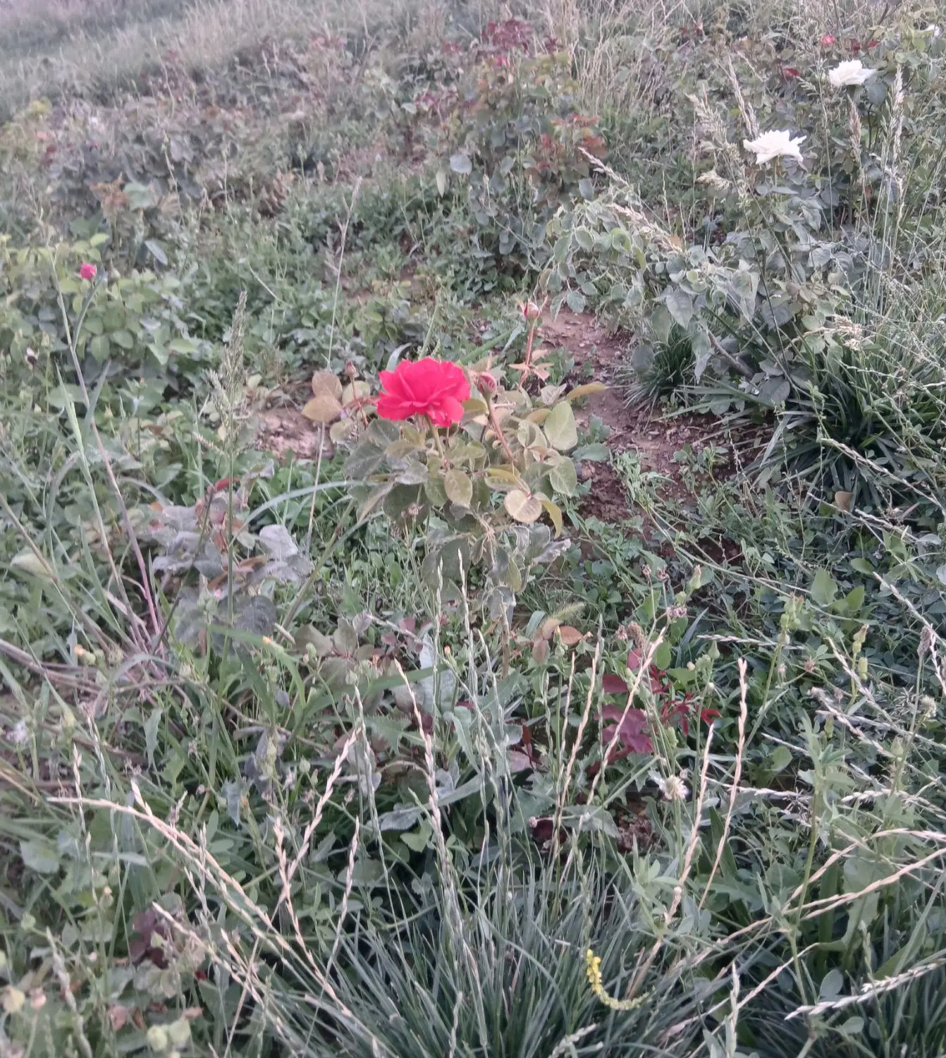 زمین دیم