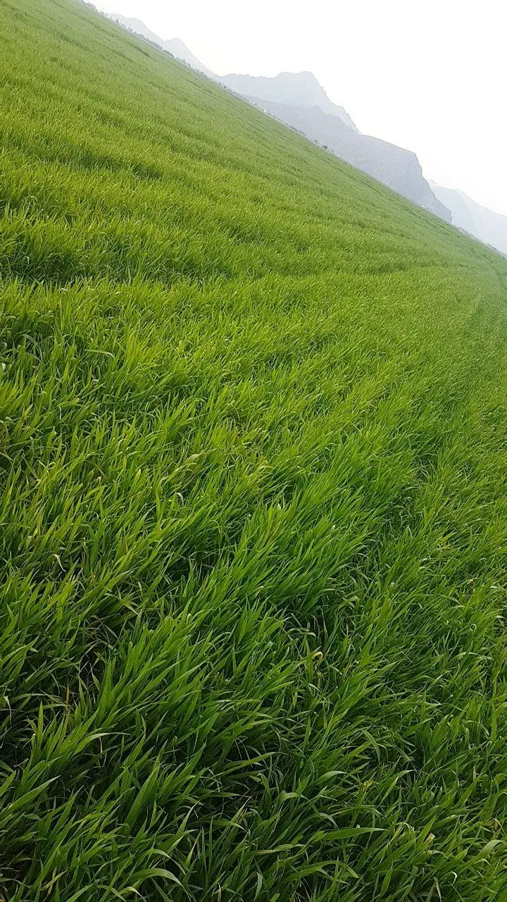 زمین برای اجاره یا ب صورت شراکت