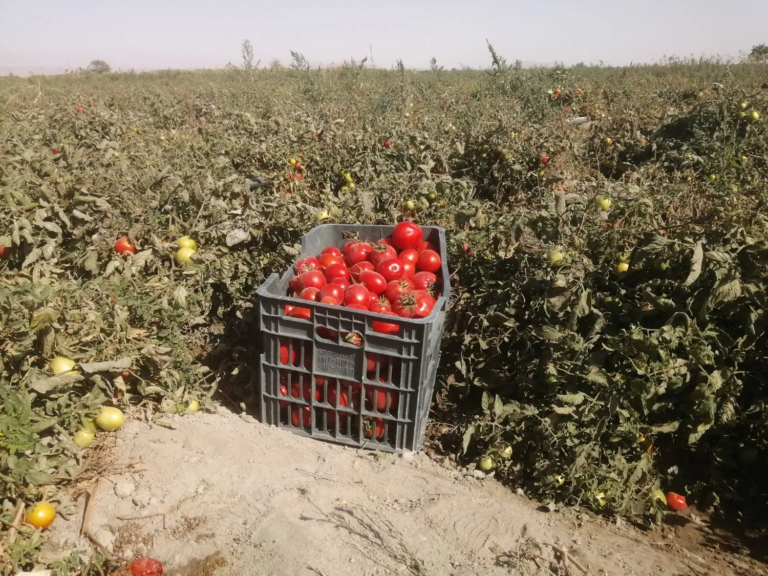 زمین کشاورزی