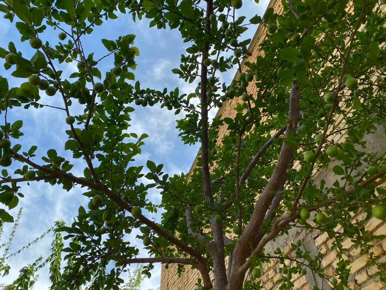 سانیج باغ ویلا زمین