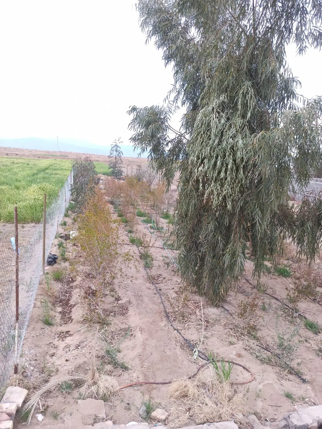 خانه باغ