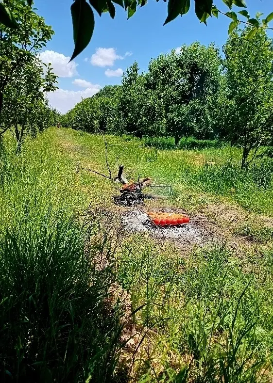 باغ در روستای آبقد در گلبهار