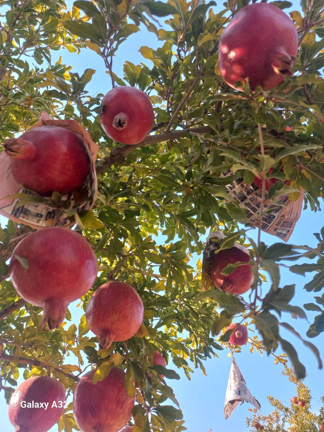 باغچه