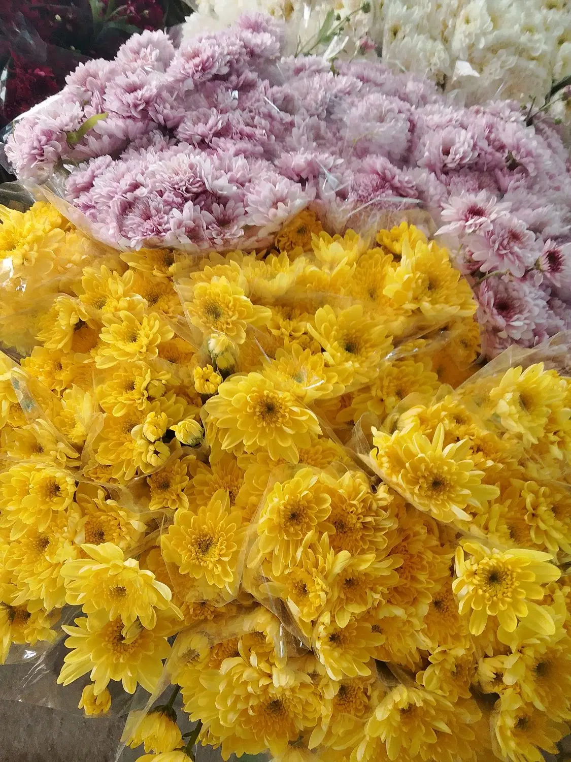اجاره زمین گلخانه چوبی