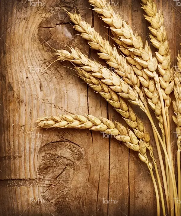 اجاره مغازه