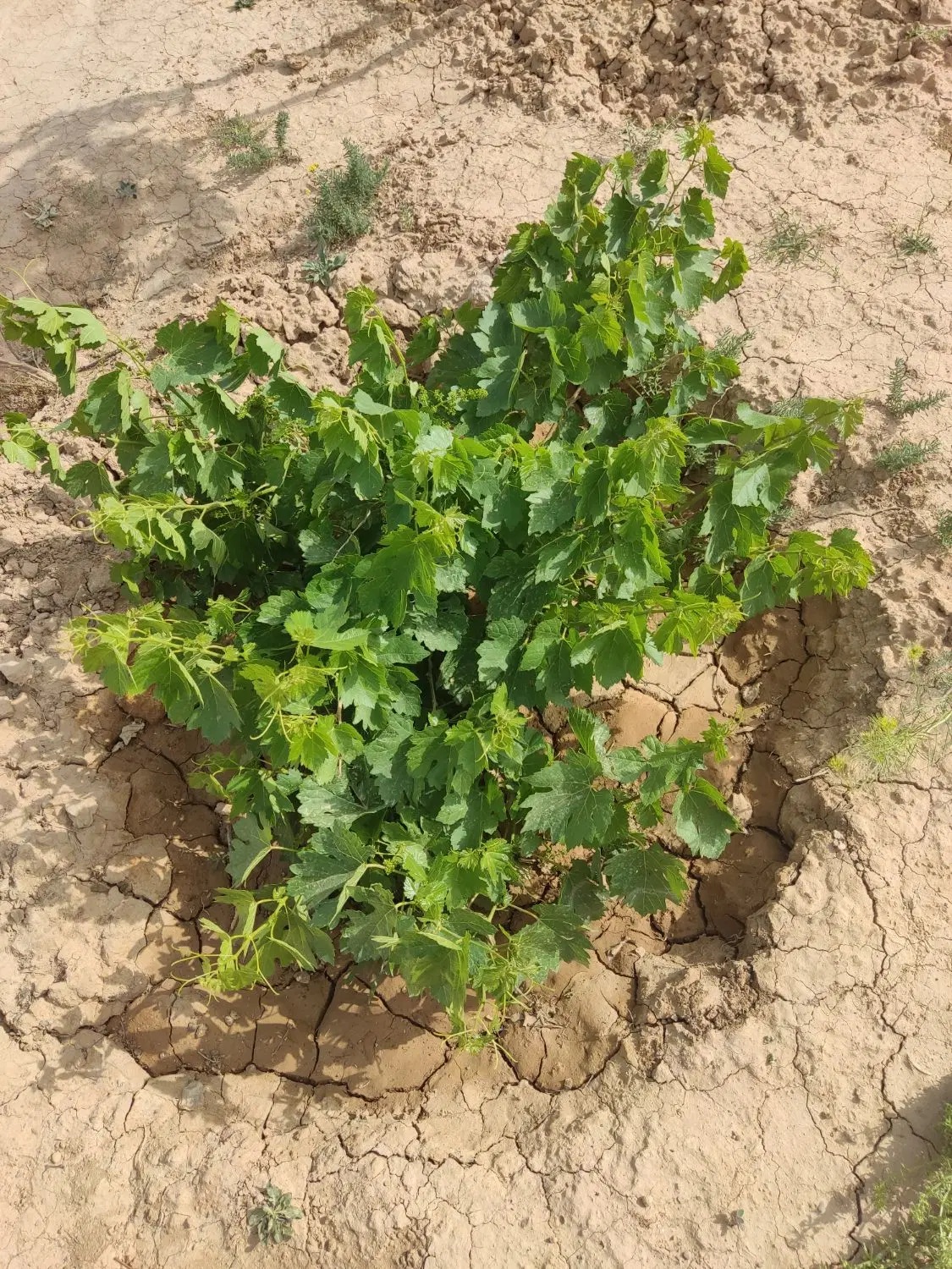 باغ