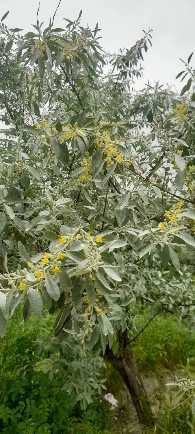 ۱۰۰۰متر باغچه