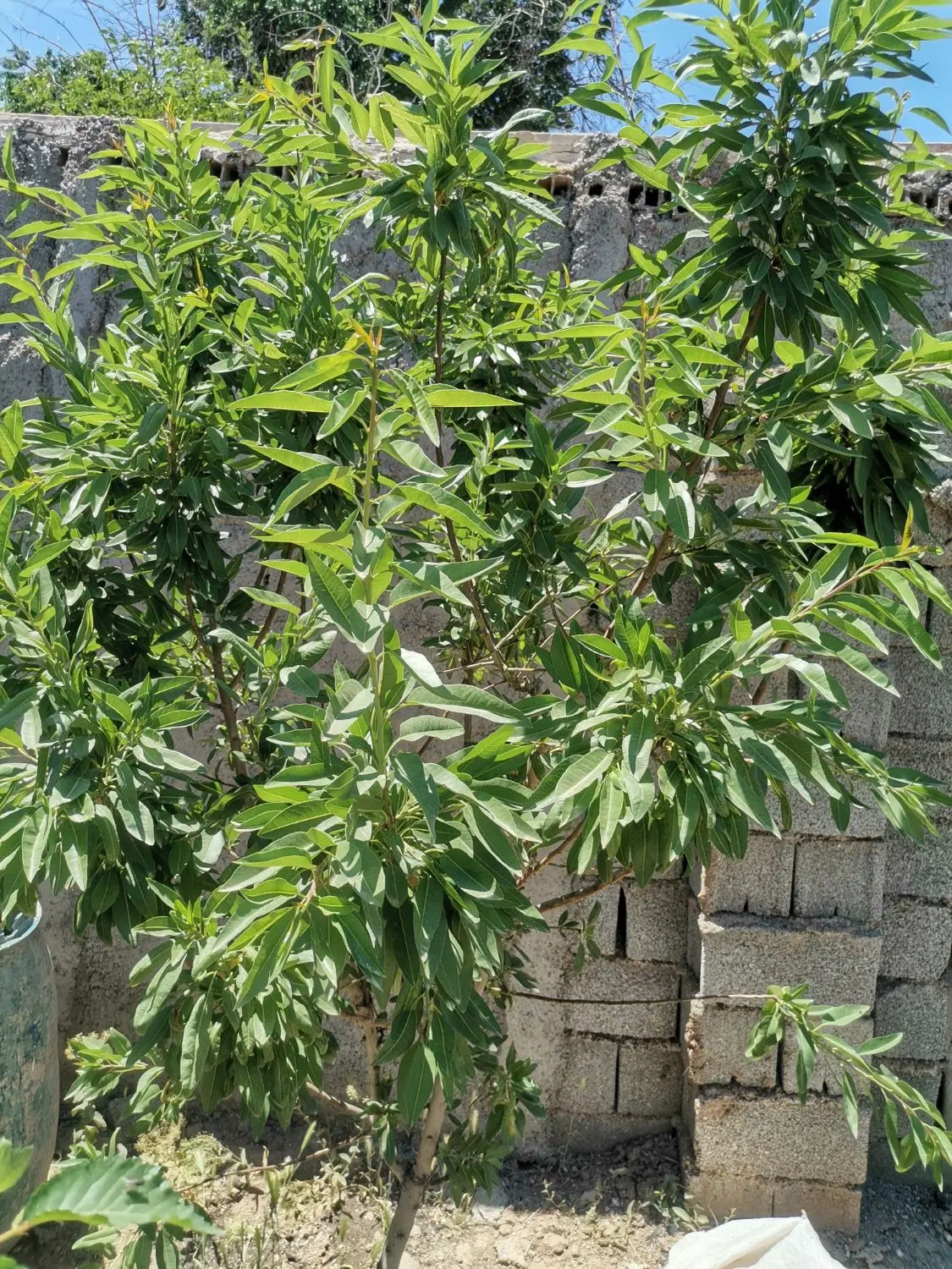 باغچه 300 متری سهسلیه