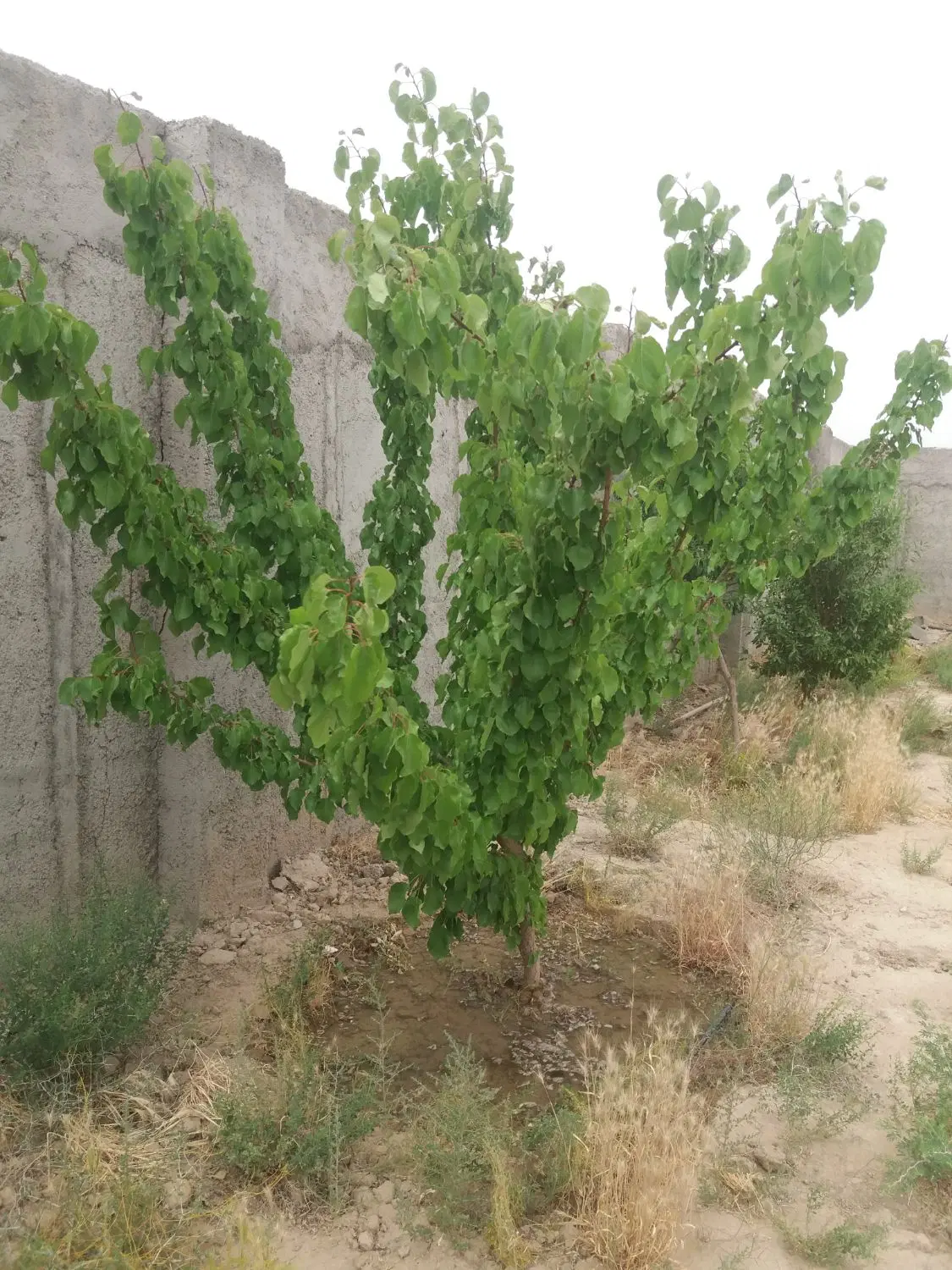 باغ ۱۰۰۰ متری وهن اباد