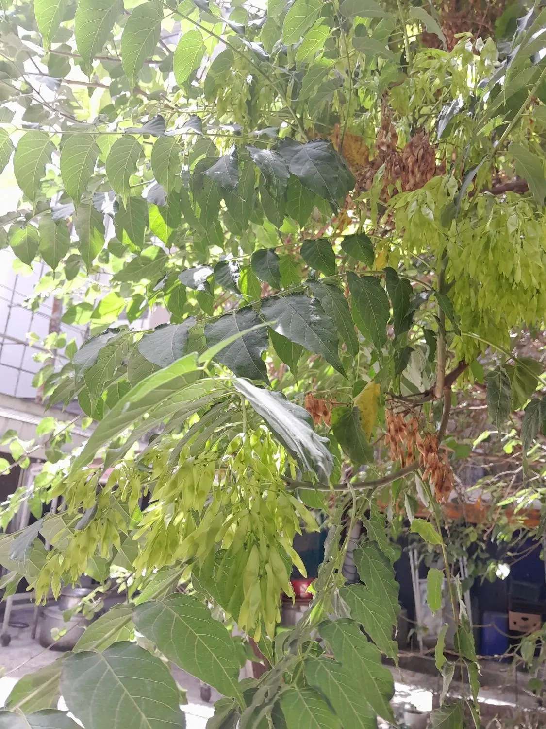 باغ انگوری به مساحت ۲۷۰۰