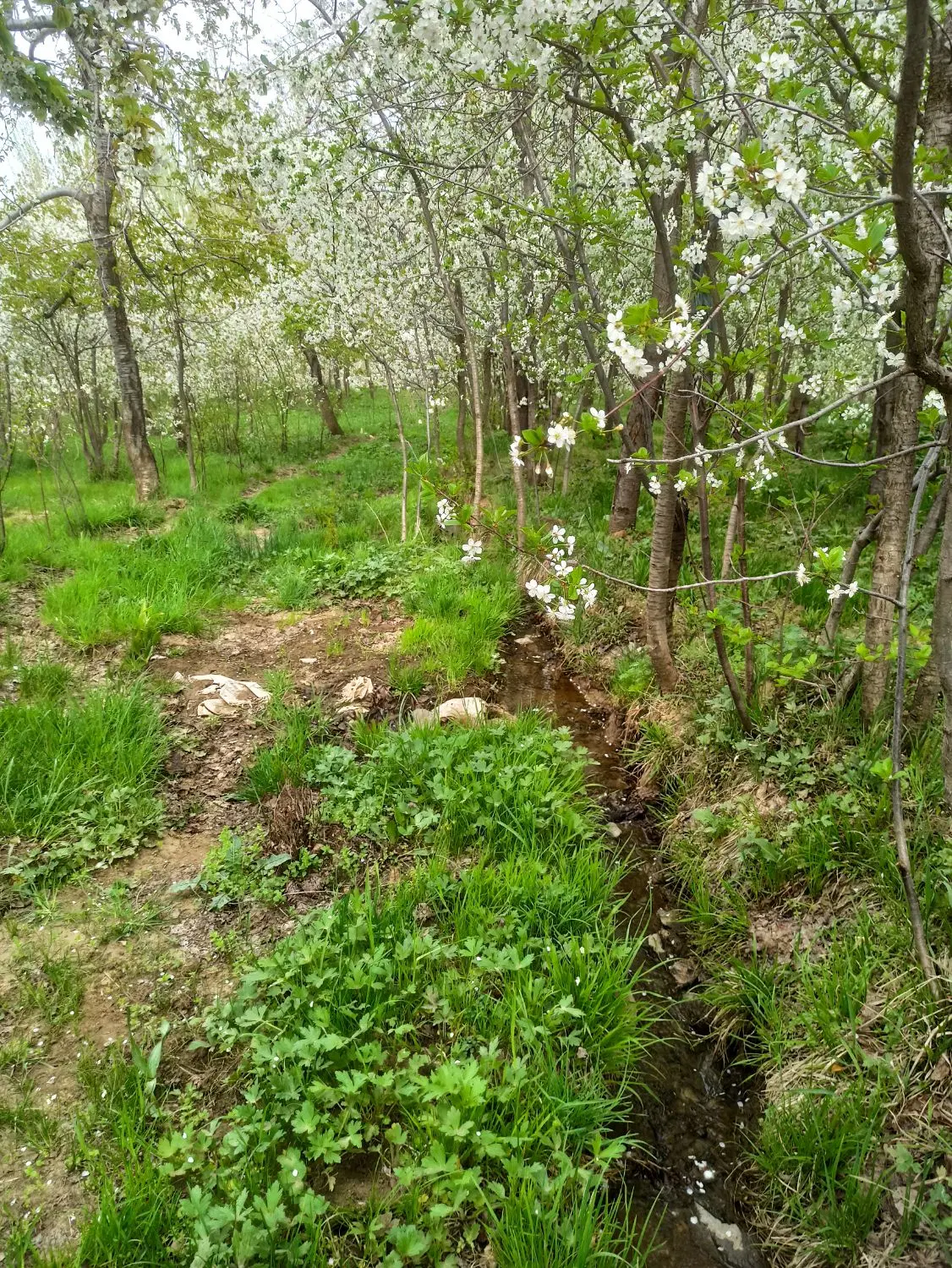 زمین باغی واقع در روستای خاکو