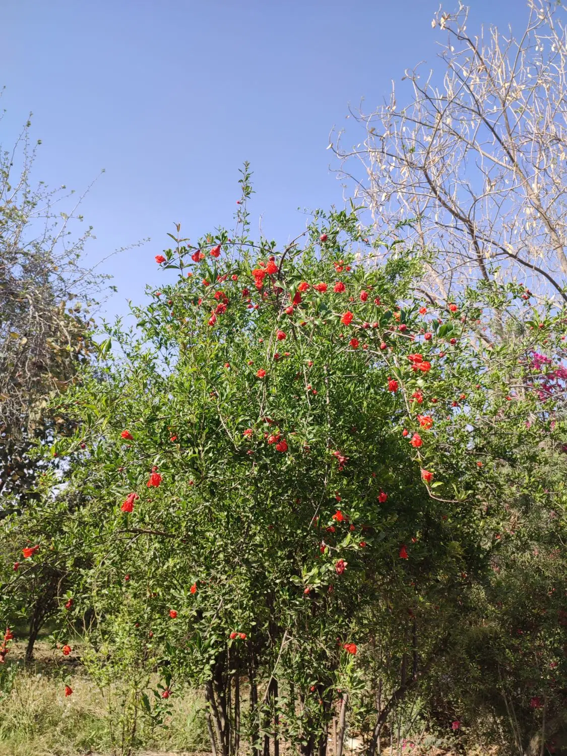 باغ ویلا شوشتر