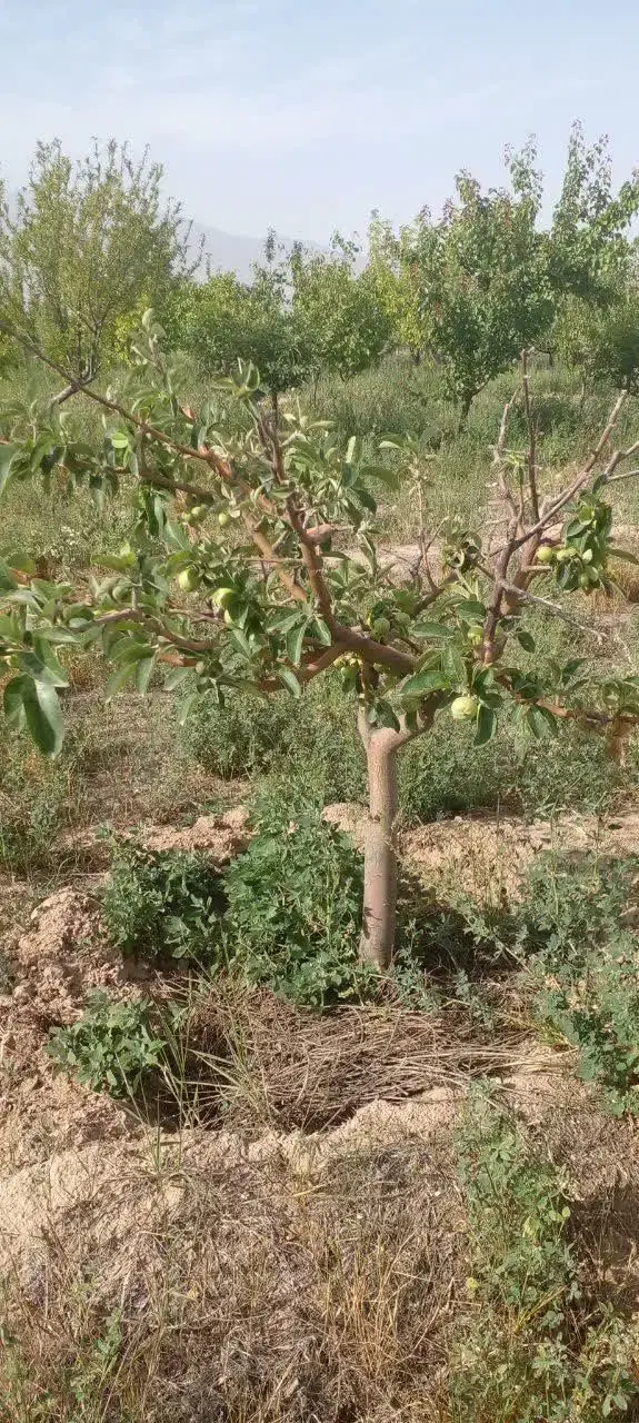 باغ  نقلی ۵۰۰ متر