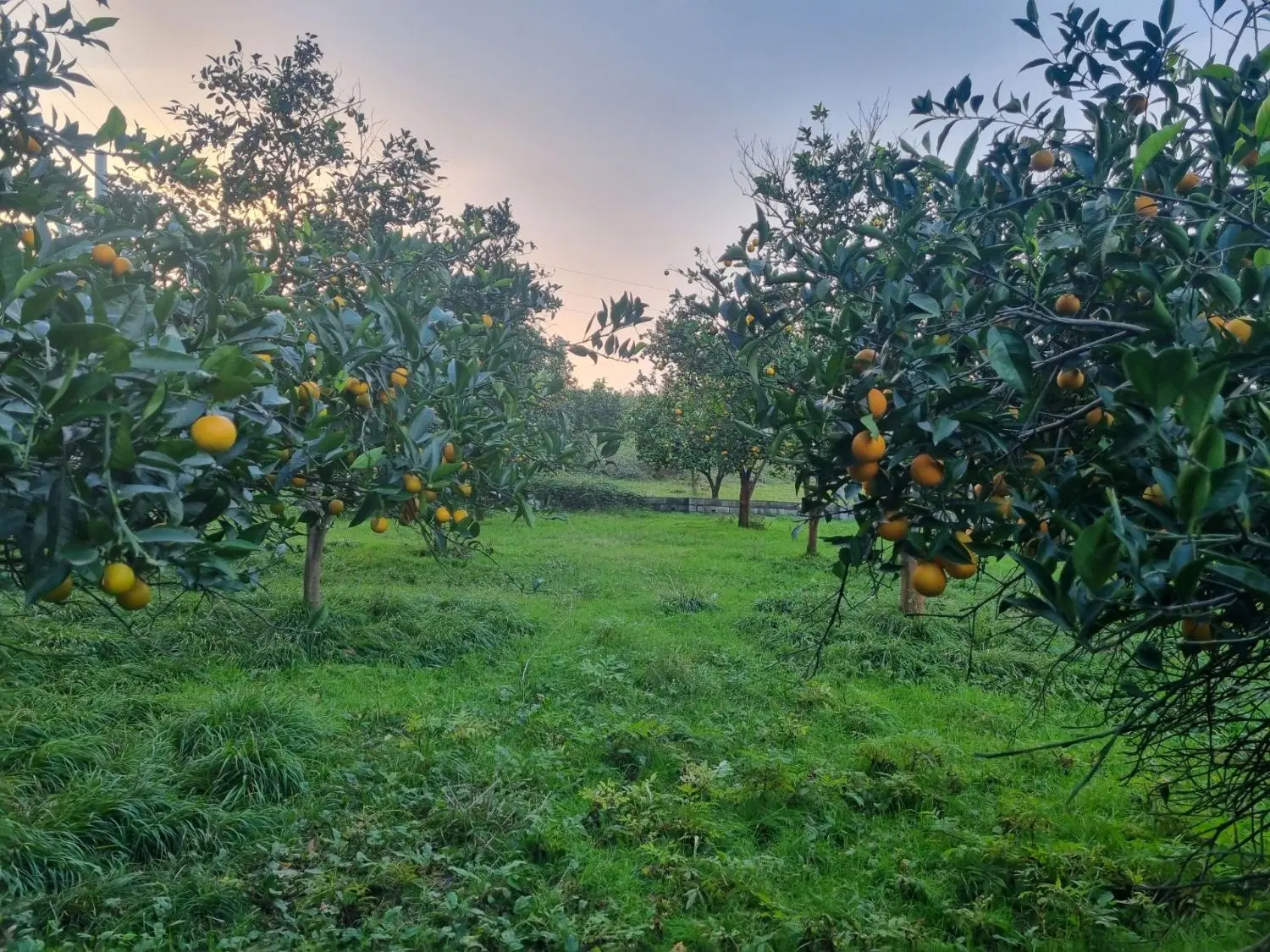 فروش زمین بالکنار