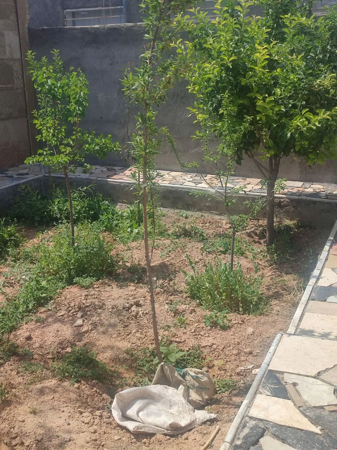 باغ وباغچه