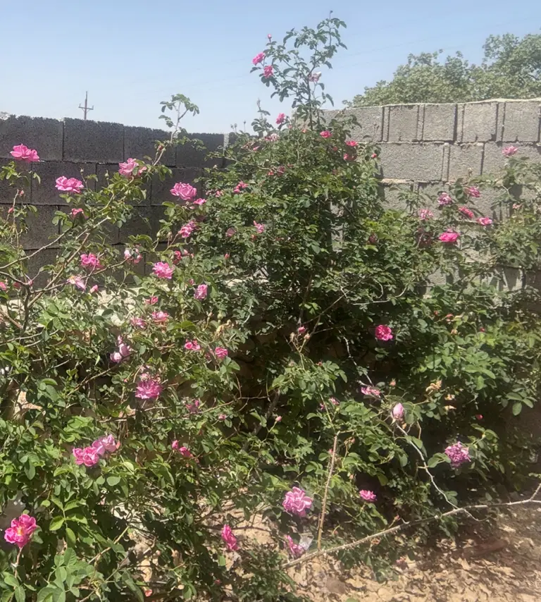 باغ شهری