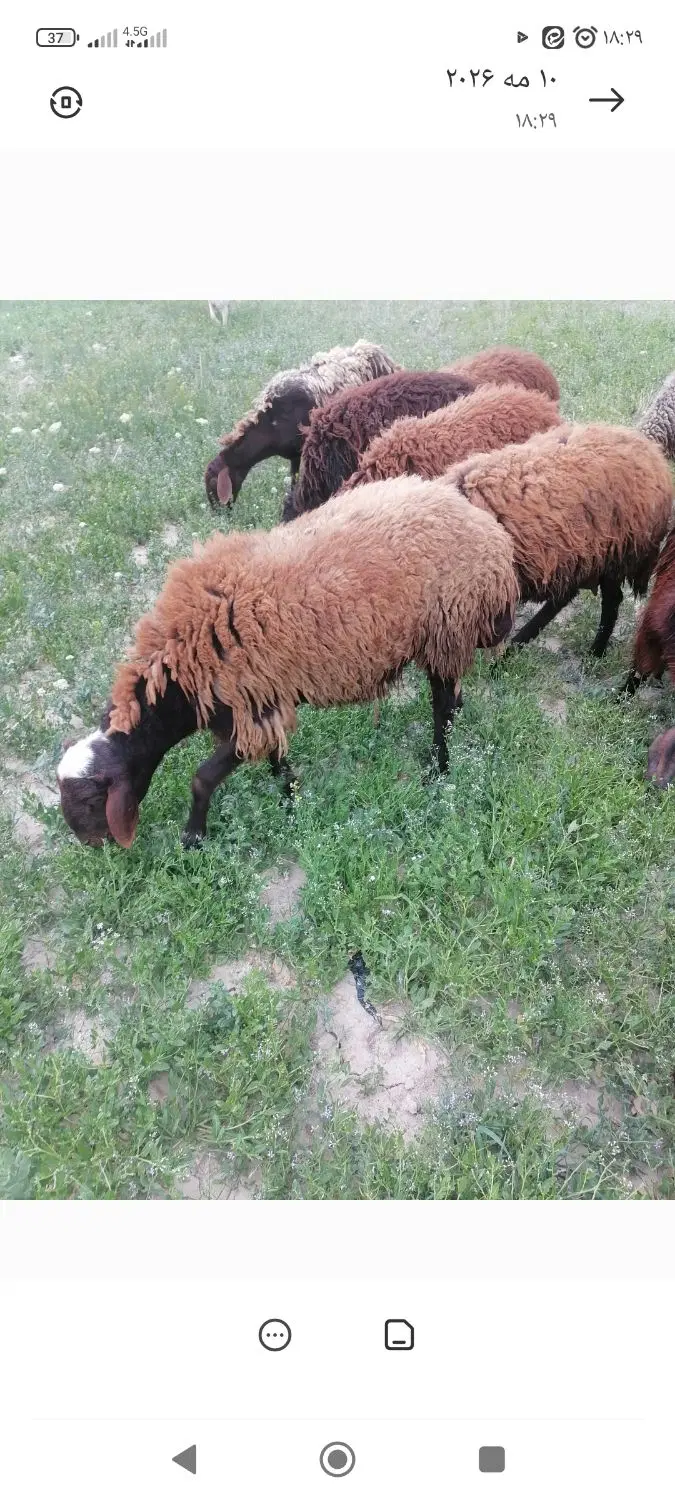 دامداری یا انبار