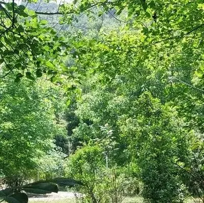 باغ در دیزج آباد