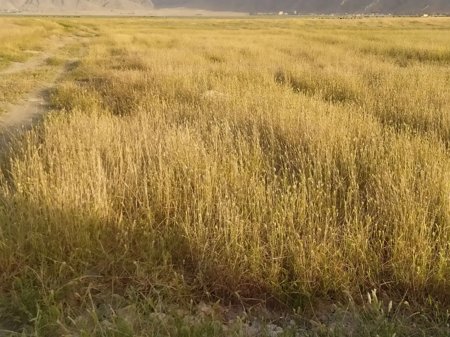 زمین کشاورزی مناسب خونه باغ