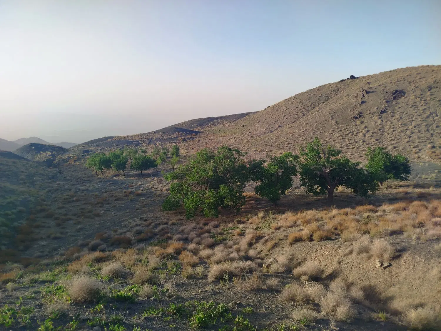 زمین زراعی همراه درخت وآب