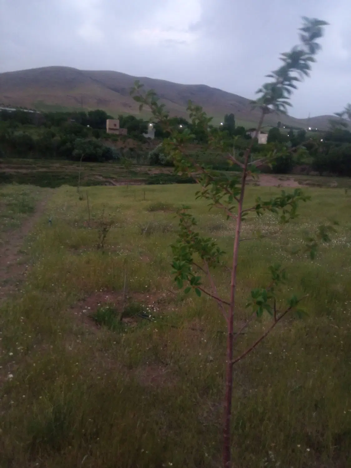 8500متر زمین مناسب باغ سند تک برگ