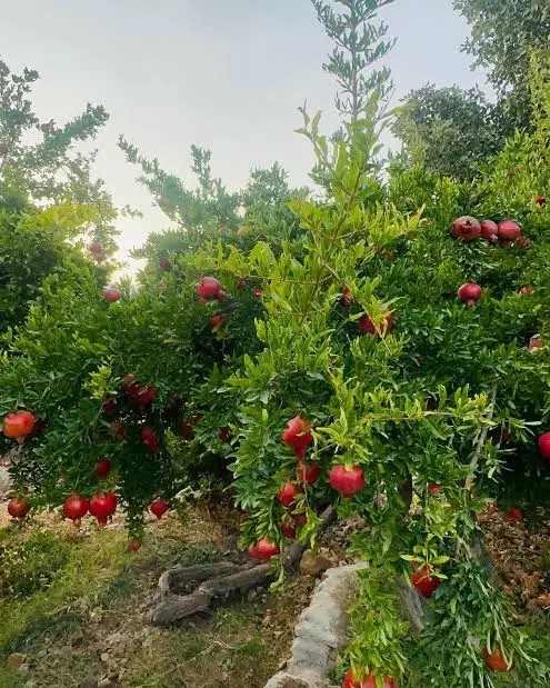 فروش باغ در طاهر آباد راوند