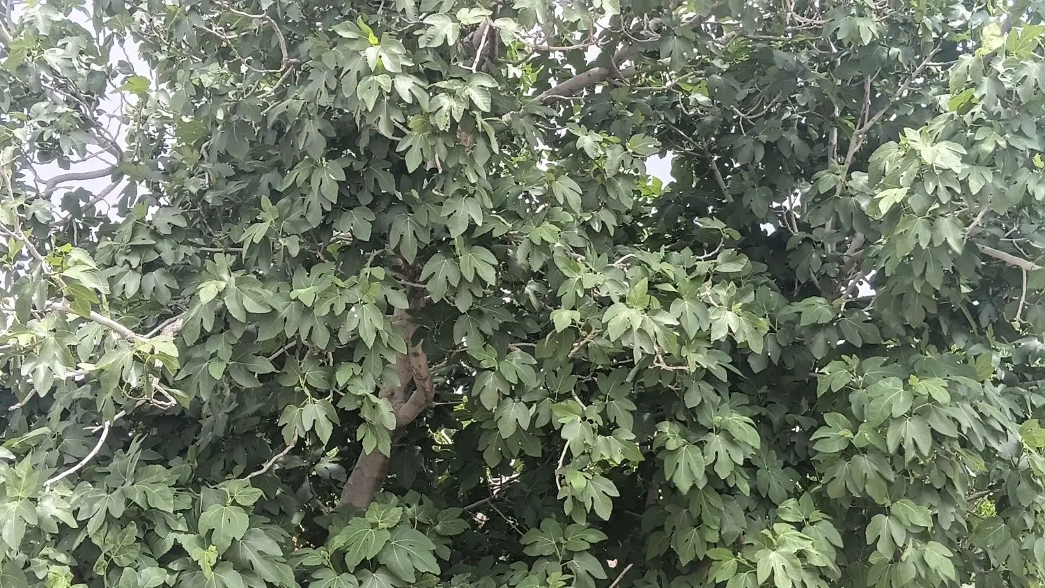 خانه‌ باغ و زمین